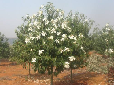 <em style='color:red'>醉香含笑</em>图片