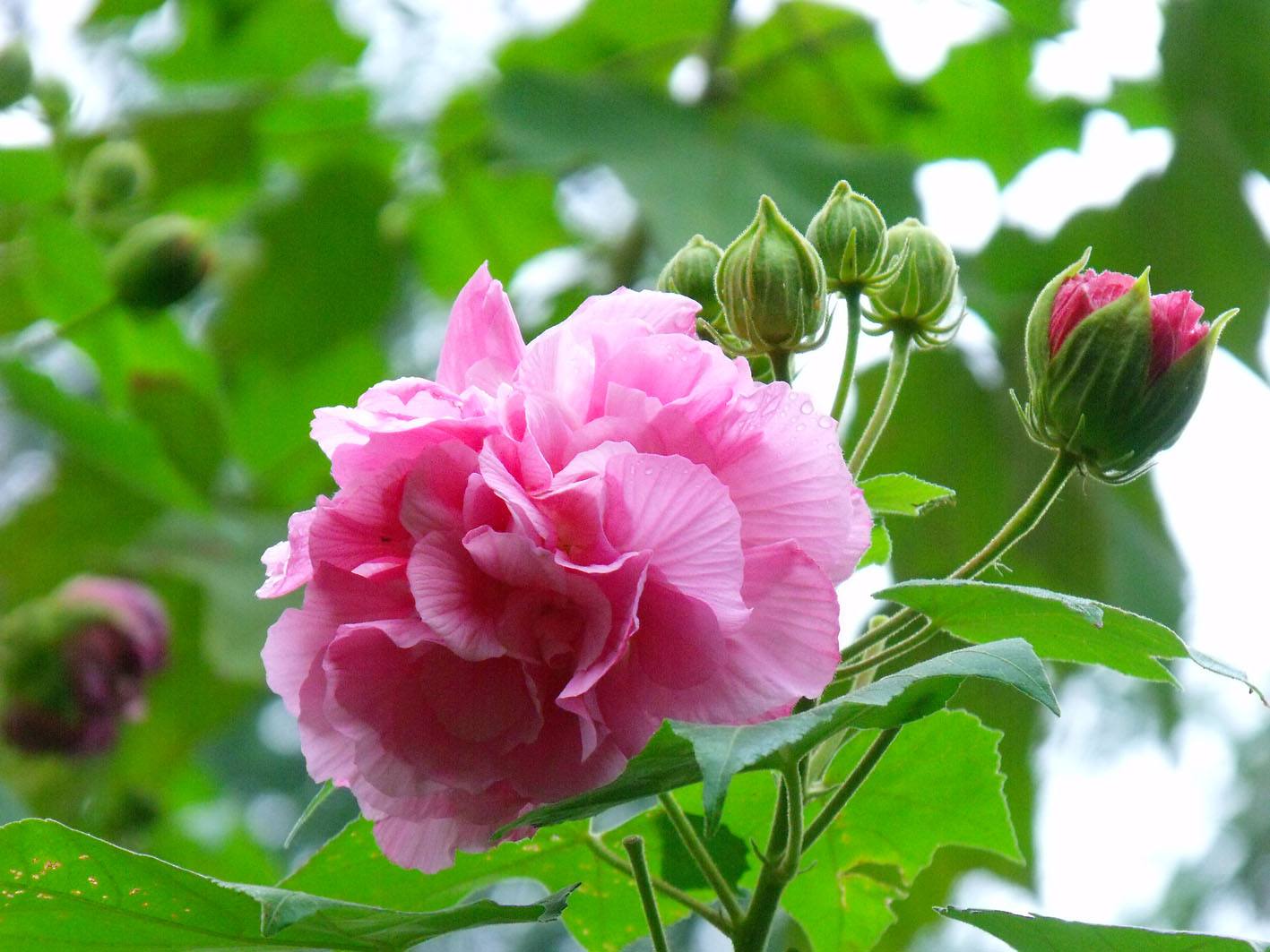 <em style='color:red'>木芙蓉</em>圖片