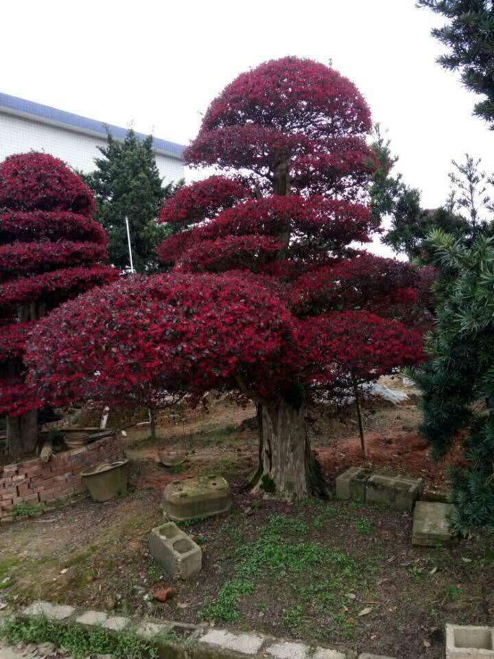 造型红花继<em style='color:red'>木桩</em>图片