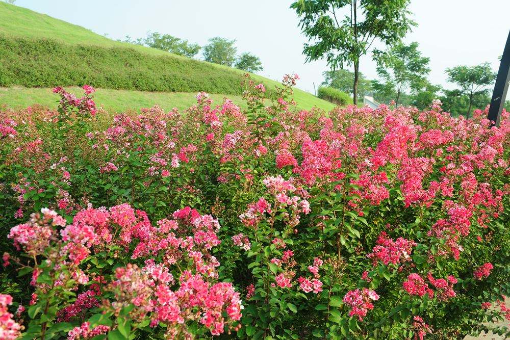 <em style='color:red'>矮紫薇</em>图片