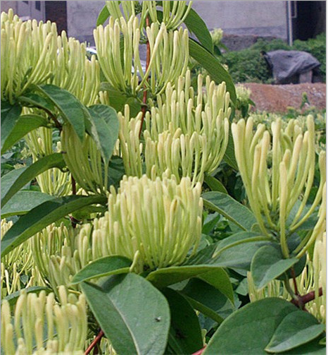 <em style='color:red'>金银花</em>图片