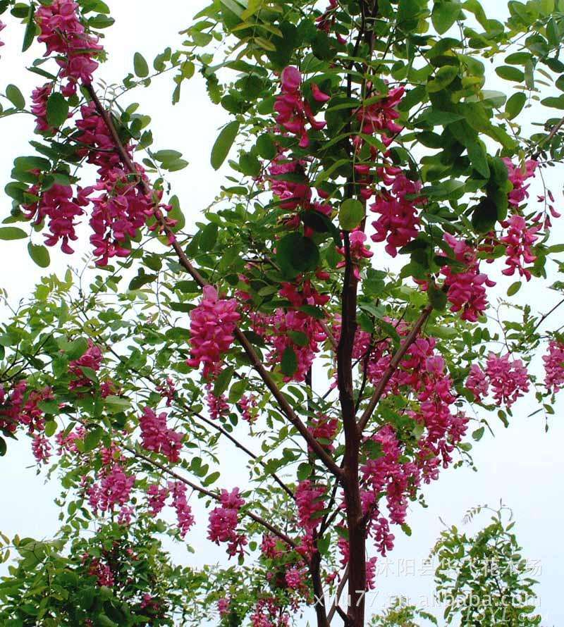 <em style='color:red'>紅花槐</em>圖片