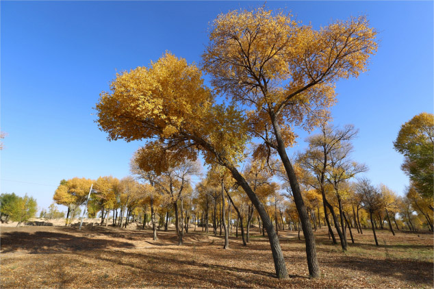 <em style='color:red'>小叶杨</em>图片