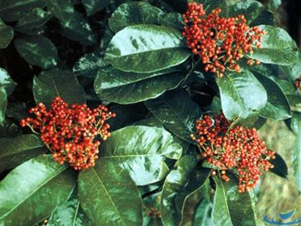 <em style='color:red'>花石楠</em>图片