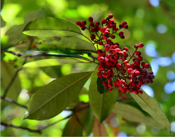 <em style='color:red'>球花石楠</em>图片