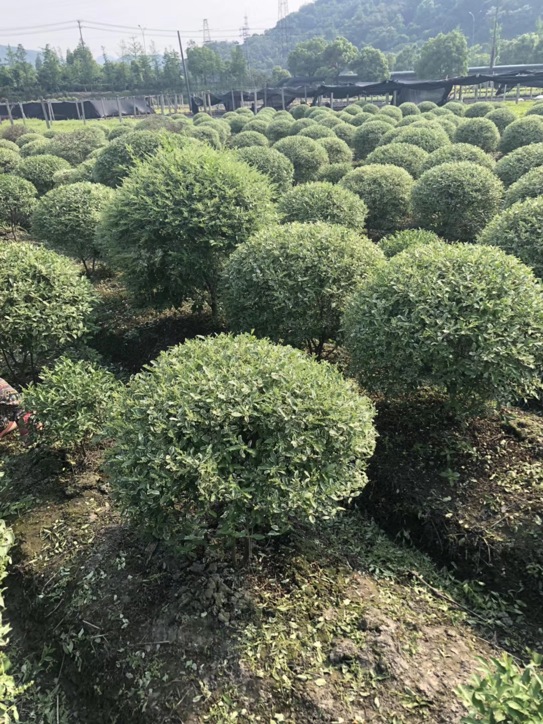 银姬小蜡球图片