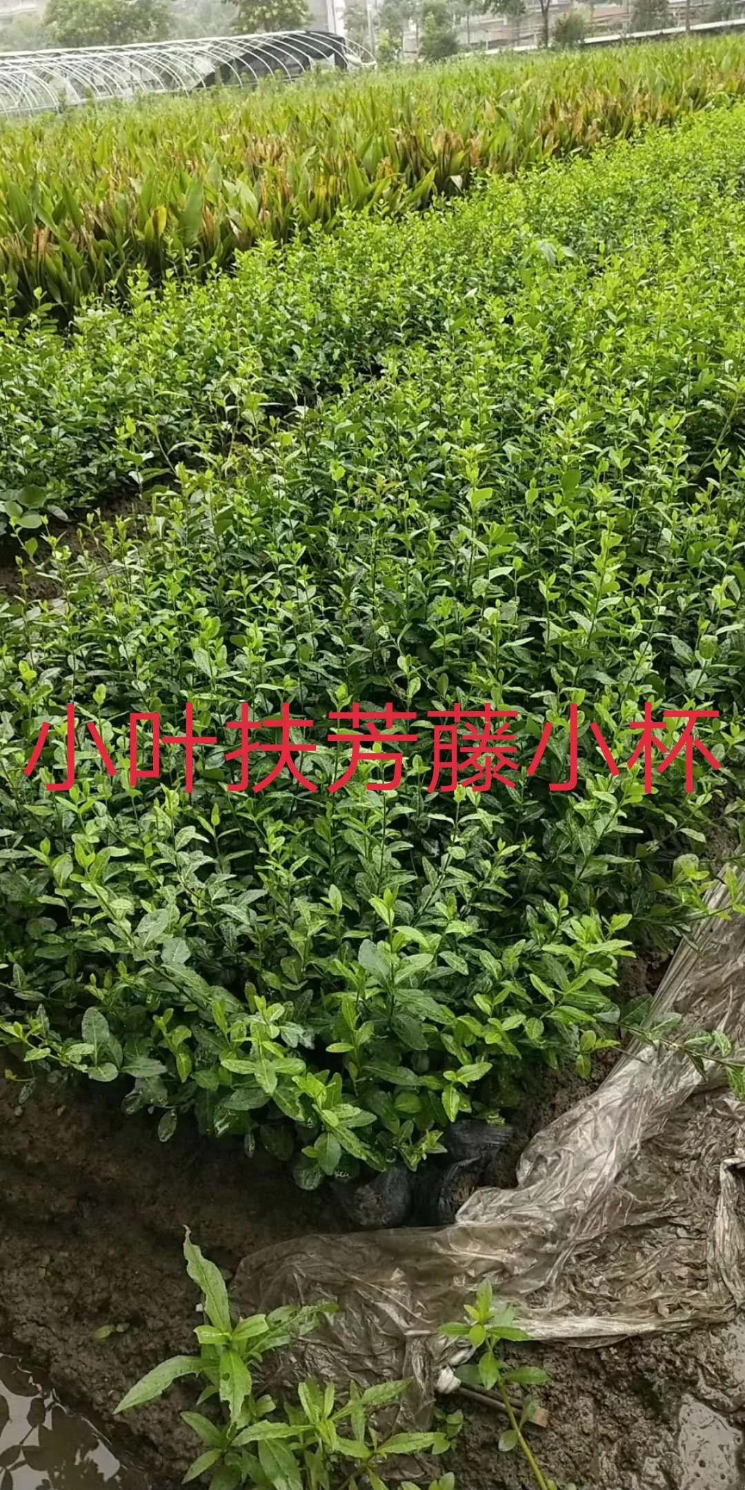 <em style='color:red'>小叶</em><em style='color:red'>扶芳藤</em>图片