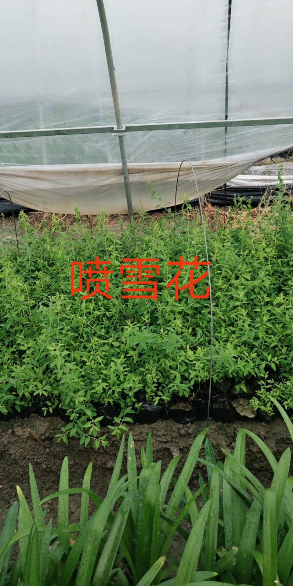<em style='color:red'>喷雪花</em>图片