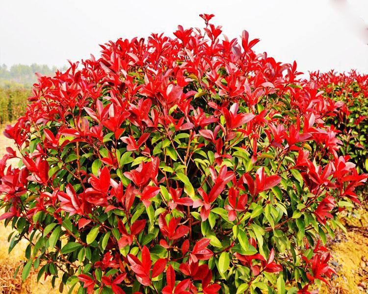 <em style='color:red'>红叶石楠</em><em style='color:red'>色块</em><em style='color:red'>苗</em>图片