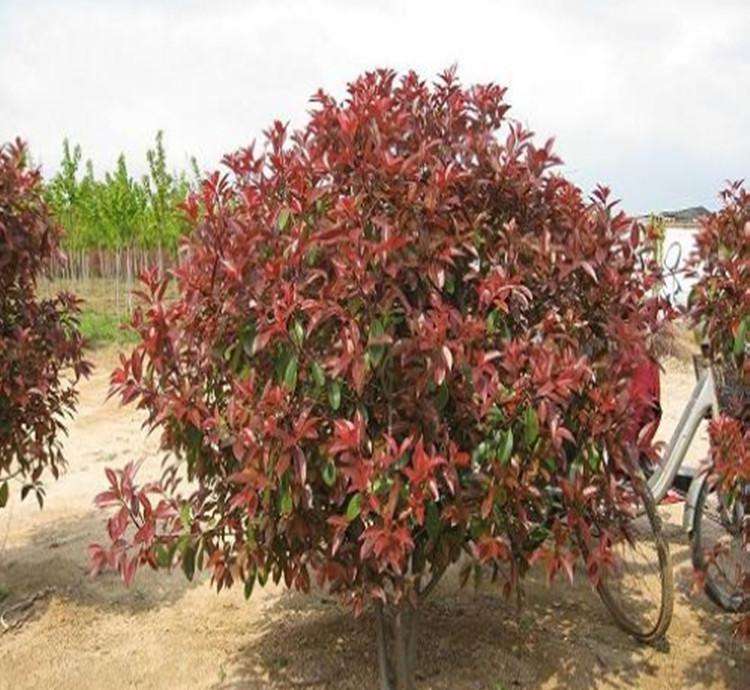 <em style='color:red'>红叶石楠</em>柱型<em style='color:red'>苗</em>图片