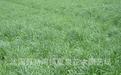 一年生黑麦草(草坪型)图片