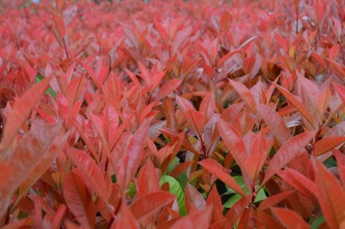 <em style='color:red'>高杆</em><em style='color:red'>红叶石楠</em>图片