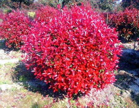 <em style='color:red'>造型</em>红叶石楠<em style='color:red'>柱</em>图片