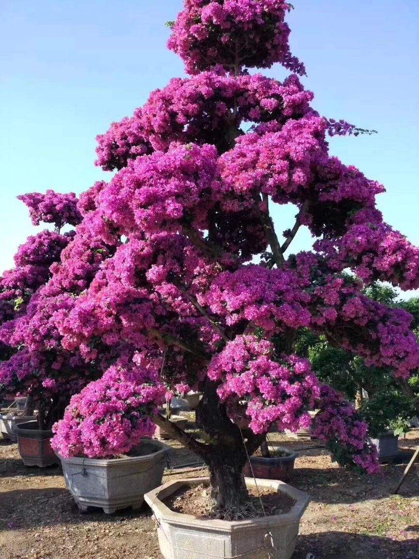 紫花桩景造型<em style='color:red'>勒杜鹃</em>图片