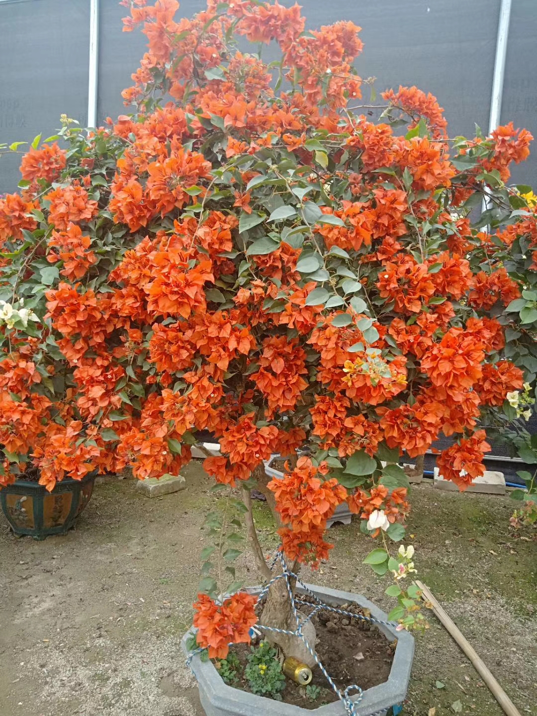 橙色自然形<em style='color:red'>勒杜鹃</em>图片