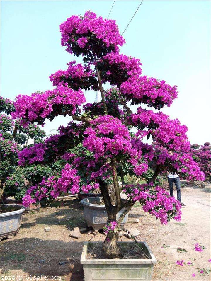 紫花桩景造型<em style='color:red'>勒杜鹃</em>图片