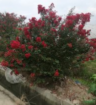 <em style='color:red'>红火箭</em><em style='color:red'>丛生</em>图片