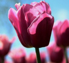 <em style='color:red'>巴塞</em><em style='color:red'>罗</em><em style='color:red'>娜</em>郁金香图片