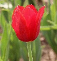 <em style='color:red'>帝王</em>血郁金香图片