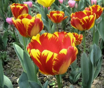 班<em style='color:red'>雅</em>郁<em style='color:red'>金</em>香图片