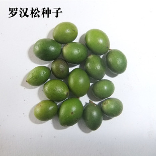 罗汉松<em style='color:red'>籽</em>图片