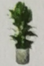 <em style='color:red'>天堂</em>鸟图片