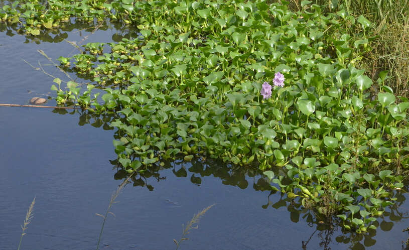 水葫芦