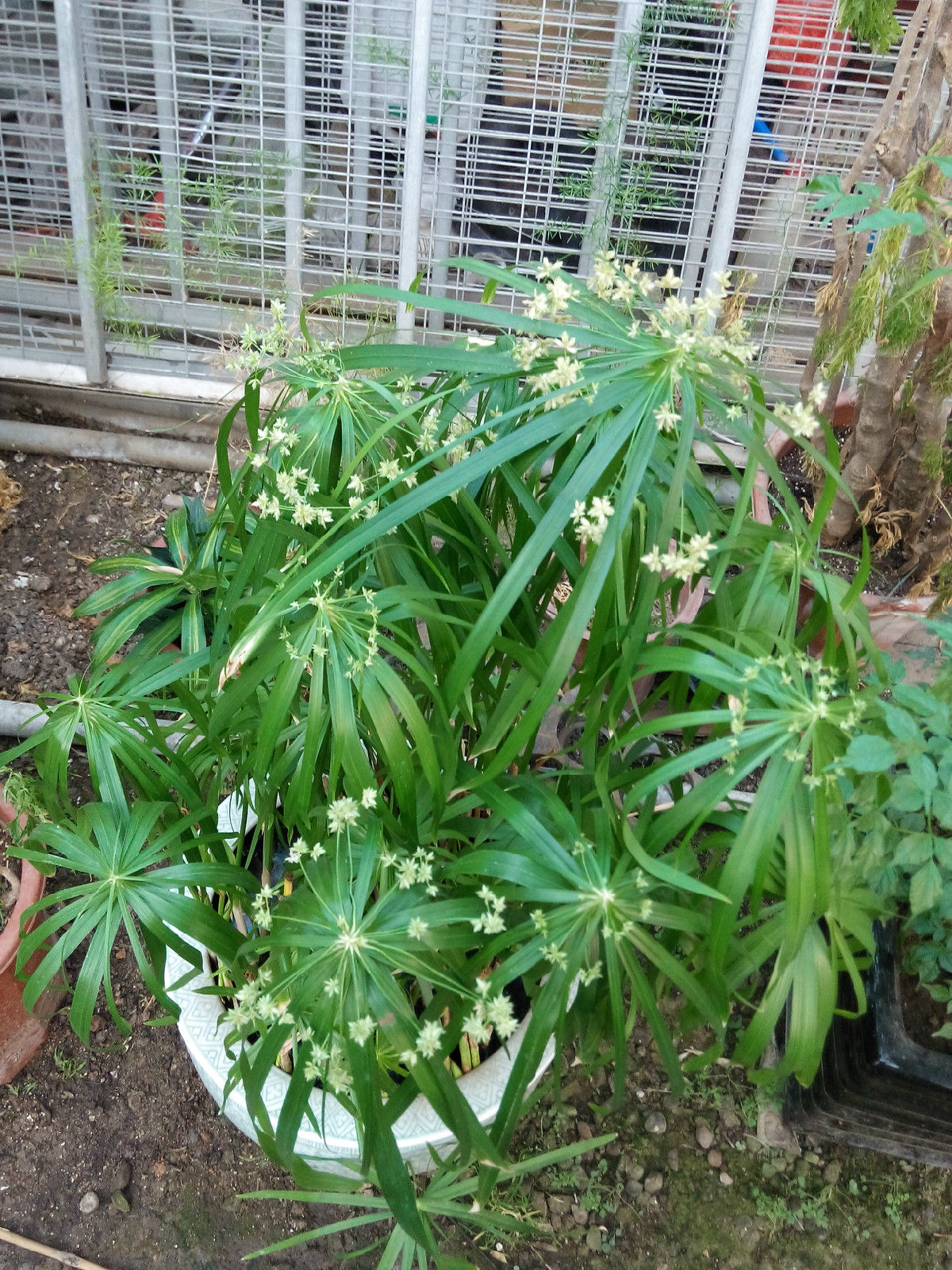 又稱水竹 旱傘草cyperus alternifolius別名水竹傘草水棕竹風車草科屬